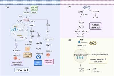 Nicotinamide N-Methyltransferase: A Promising Biomarker and Target for Human Cancer Therapy